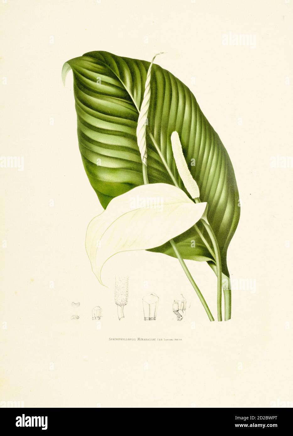 Gravure antique du XIXe siècle d'un spathiphyllum, également connu sous le nom de nénuphars de paix. Illustration de Berthe Hoola van Nooten du livre fleurs, fruits et F. Banque D'Images