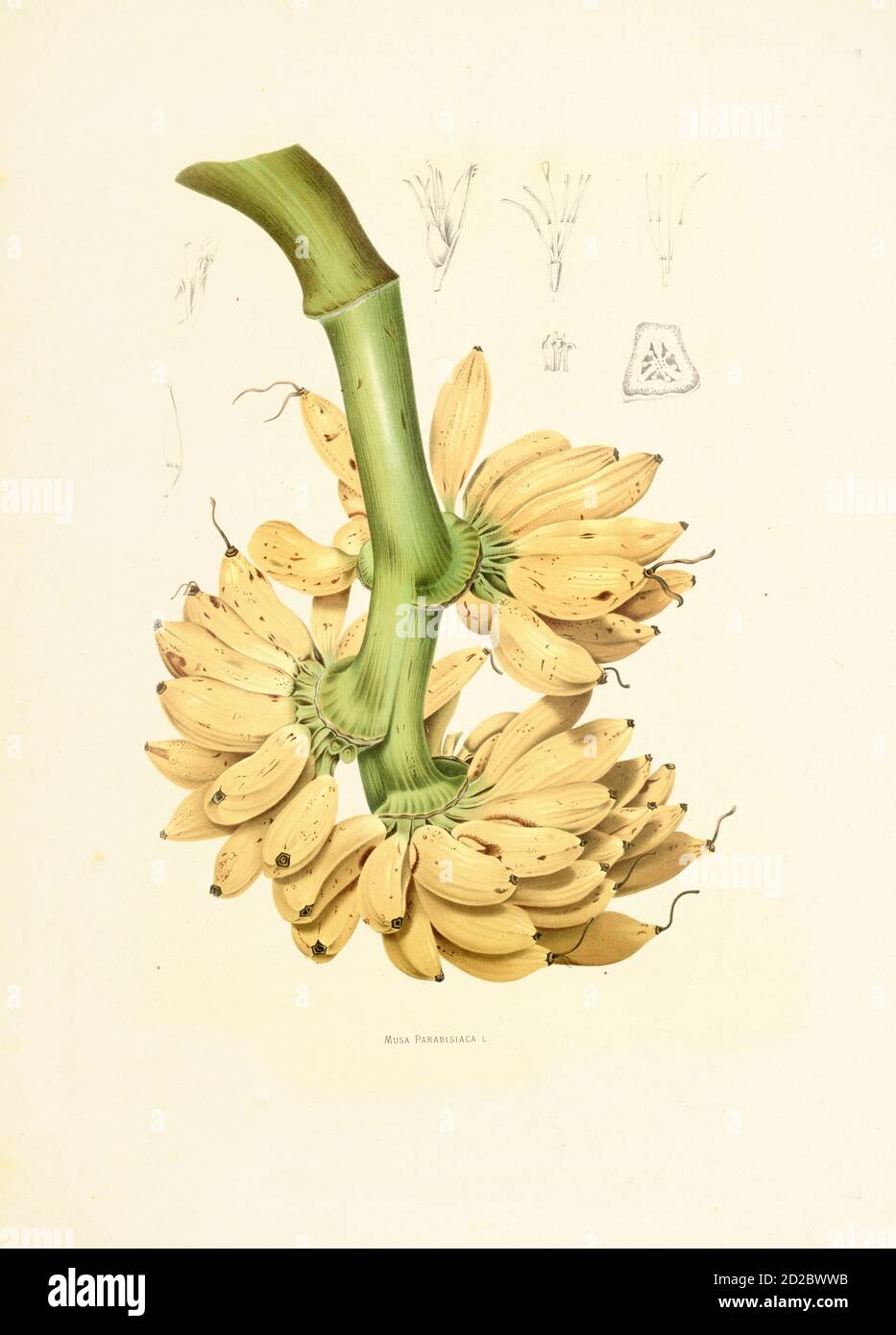 Gravure antique de musa paradisiaca (également connue sous le nom de plantain français ou simplement plantain). Illustration par Berthe Hoola van Nooten du livre fleurs Banque D'Images