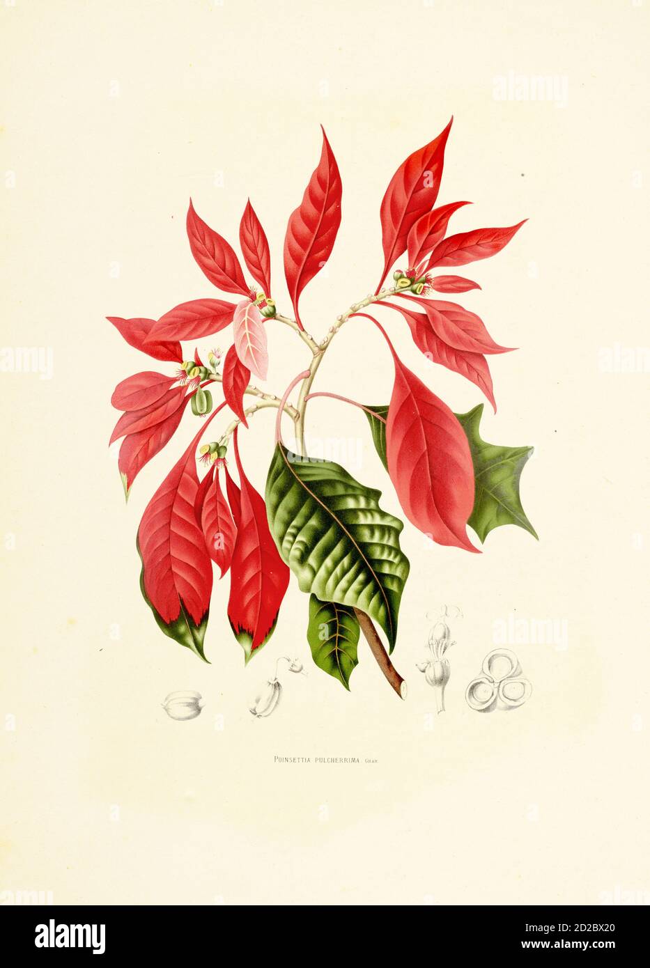 Illustration antique d'un pulcherrima d'euphorbia (également connu sous le nom de poinsettia ou noche buena). Gravure de Berthe Hoola van Nooten du livre fleurs, Banque D'Images
