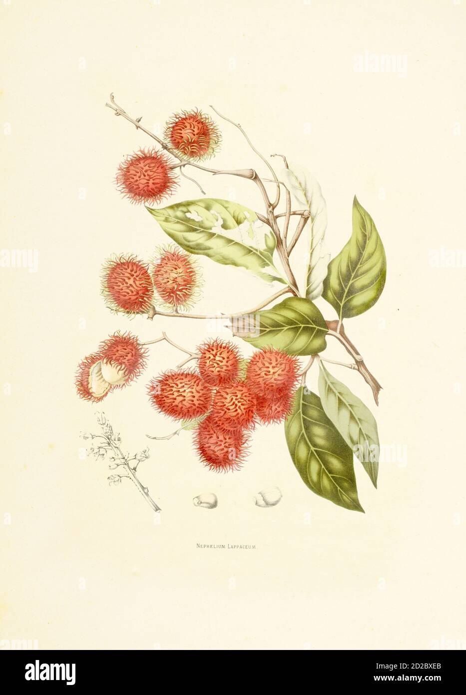Gravure antique d'un néphélium lapaceum, également connu sous le nom de rambutan. Illustration de Berthe Hoola van Nooten du livre fleurs, fruits et feuilles Banque D'Images
