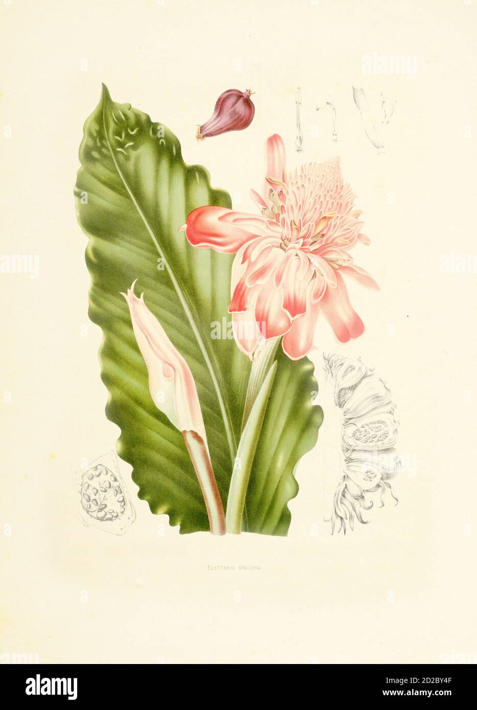 Illustration antique du XIXe siècle d'un élatior d'etlingera (également connu sous le nom d'elettaria speciosa, gingembre de torche, fleur de gingembre, lis de gingembre rouge, nénuphar de torche, Banque D'Images