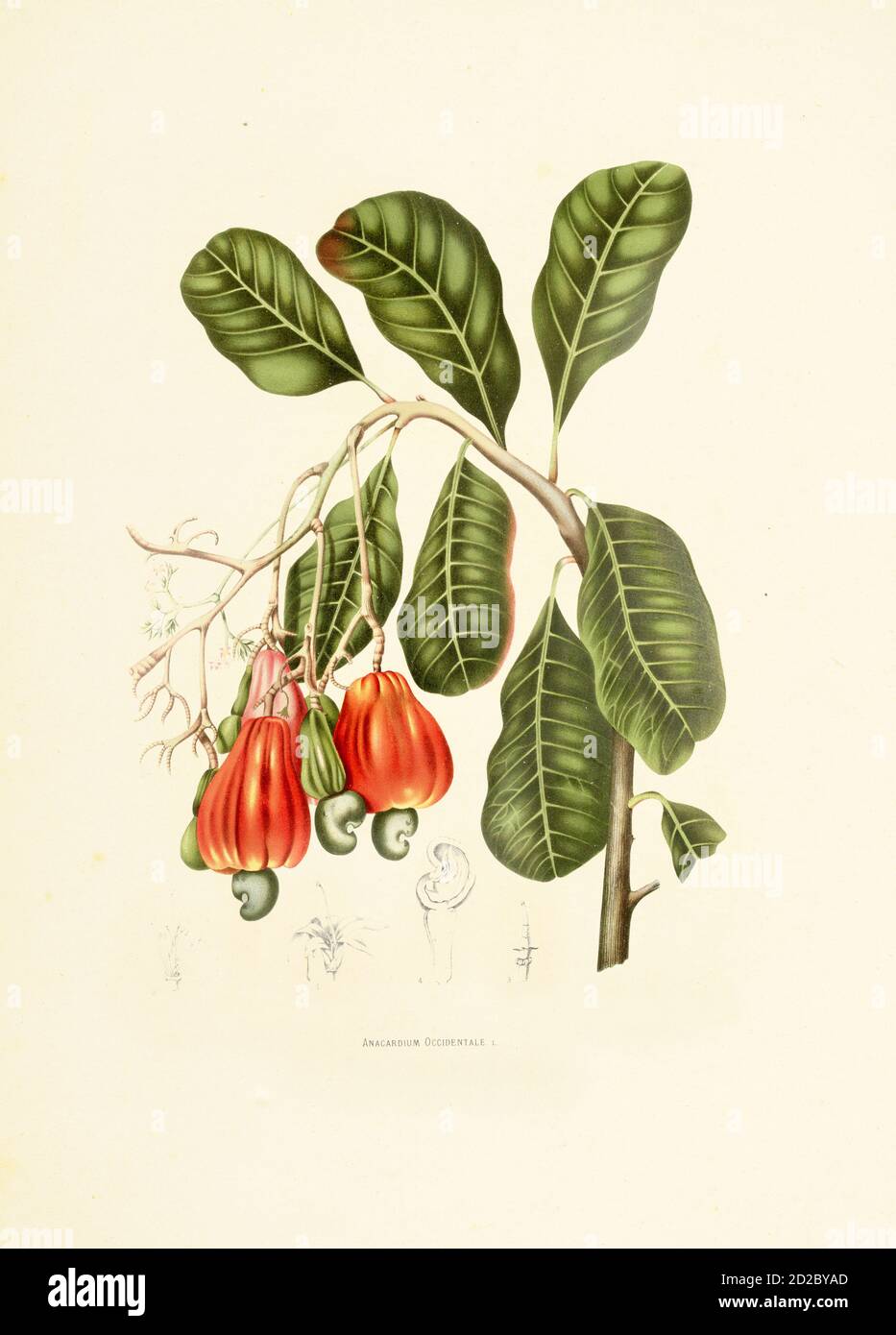 Illustration antique d'un anacaridium occidentale (également connu sous le nom de cajou). Gravure de Berthe Hoola van Nooten du livre fleurs, fruits et Feuilla Banque D'Images
