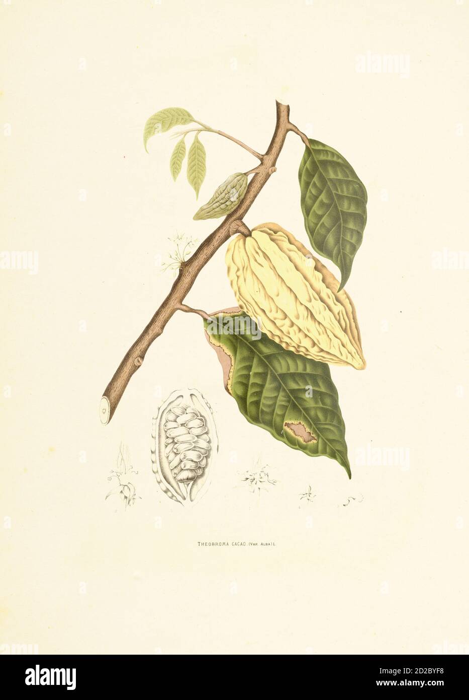 Illustration antique du XIXe siècle d'un theobroma cacao (également connu sous le nom de cacao ou arbre de cacao). Gravure de Berthe Hoola van Nooten du livre FL Banque D'Images