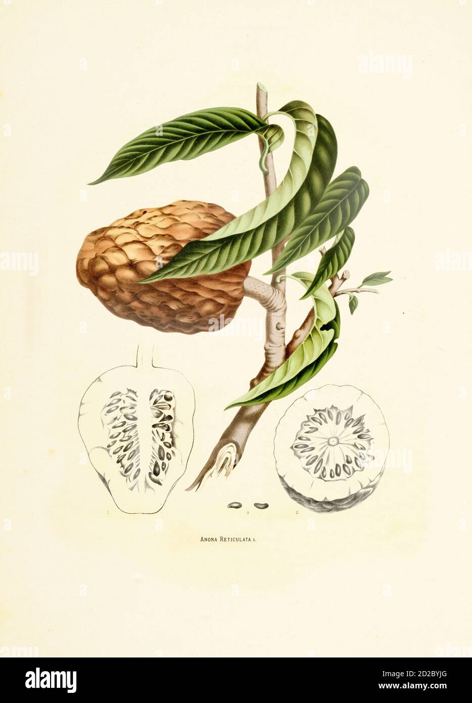 illustration du xixe siècle d'un réticulata annona (également connu sous le nom de pomme de crème anglaise, sucrée sauvage, coeur de taureau ou coeur de boeuf). Gravure par Berthe Hoola Banque D'Images
