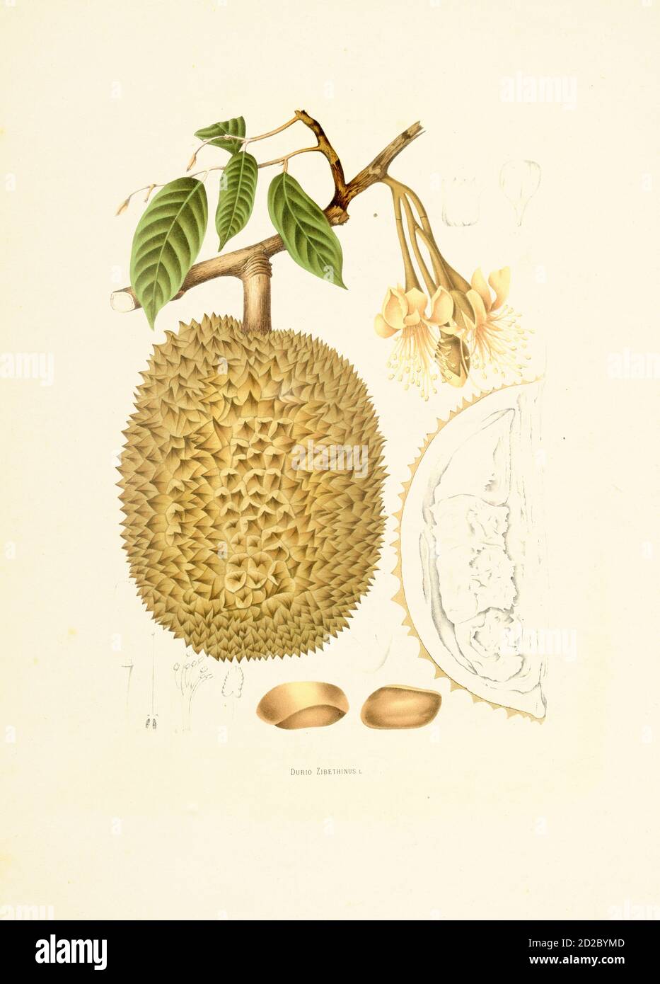 Gravure antique d'un durio zibethinus, également connu sous le nom de durian. Illustration de Berthe Hoola van Nooten du livre fleurs, fruits et feuilles Choi Banque D'Images