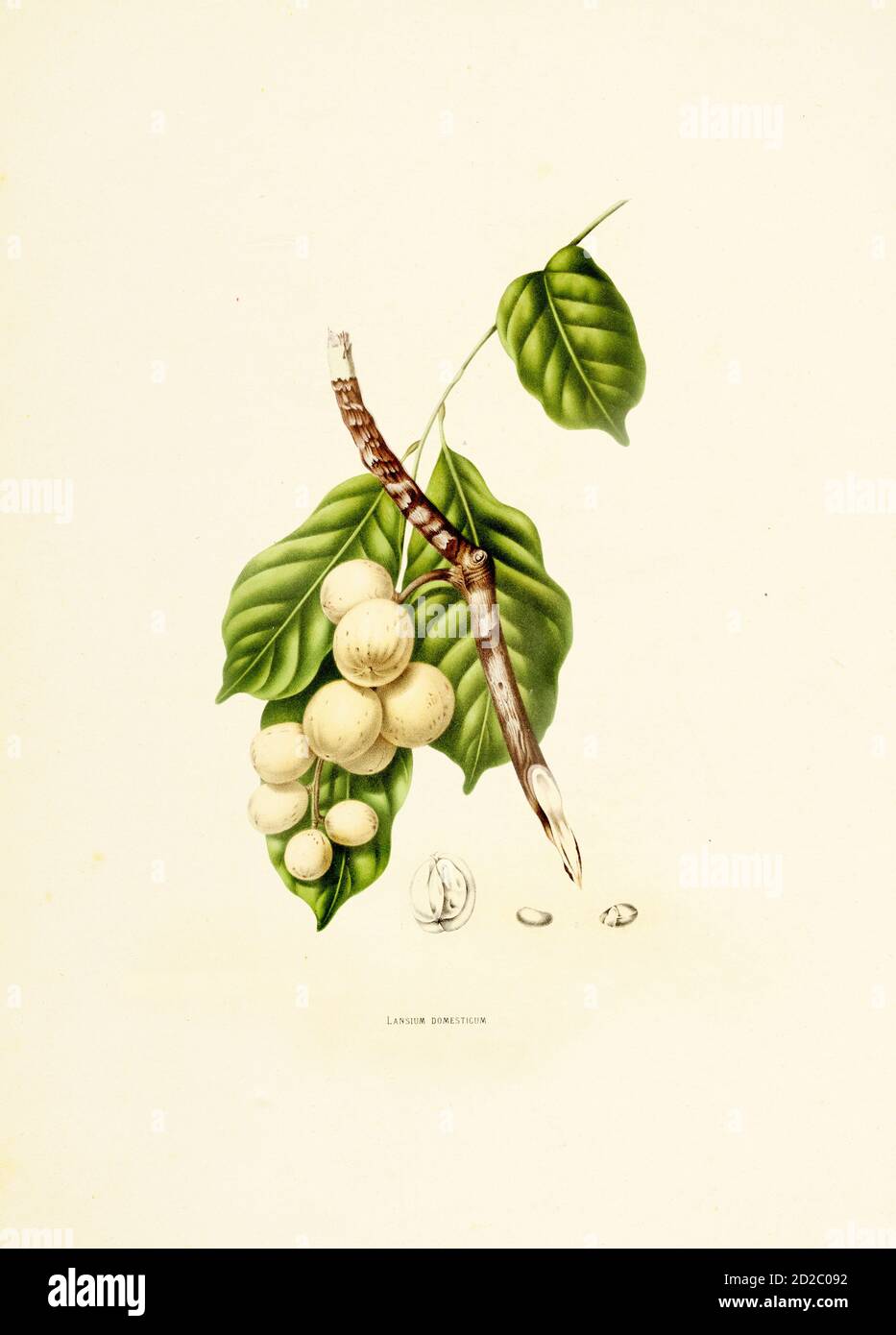 illustration du xixe siècle d'un lansium domesticum, également connu sous le nom de langsat. Gravure de Berthe Hoola van Nooten du livre fleurs, fruits et Feuilla Banque D'Images