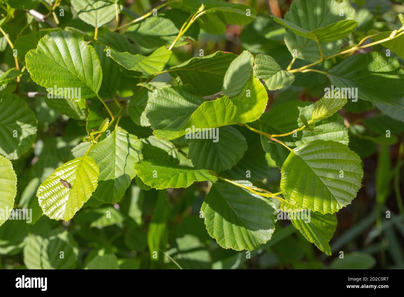 Aulne (Alnus glutinosa). Printemps frais, feuilles sur jeunes pousses ou tiges courtes. La couleur, la forme du contour, aide à identifier cette espèce d'arbre. Banque D'Images
