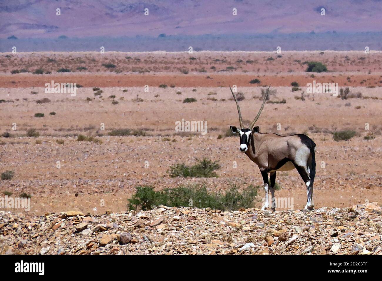 Un gembsok solitaire, ou oryx (Oryx gazella) marchant dans le désert rocheux du parc national Namib-Naukluft, Erongo, Namibie Banque D'Images