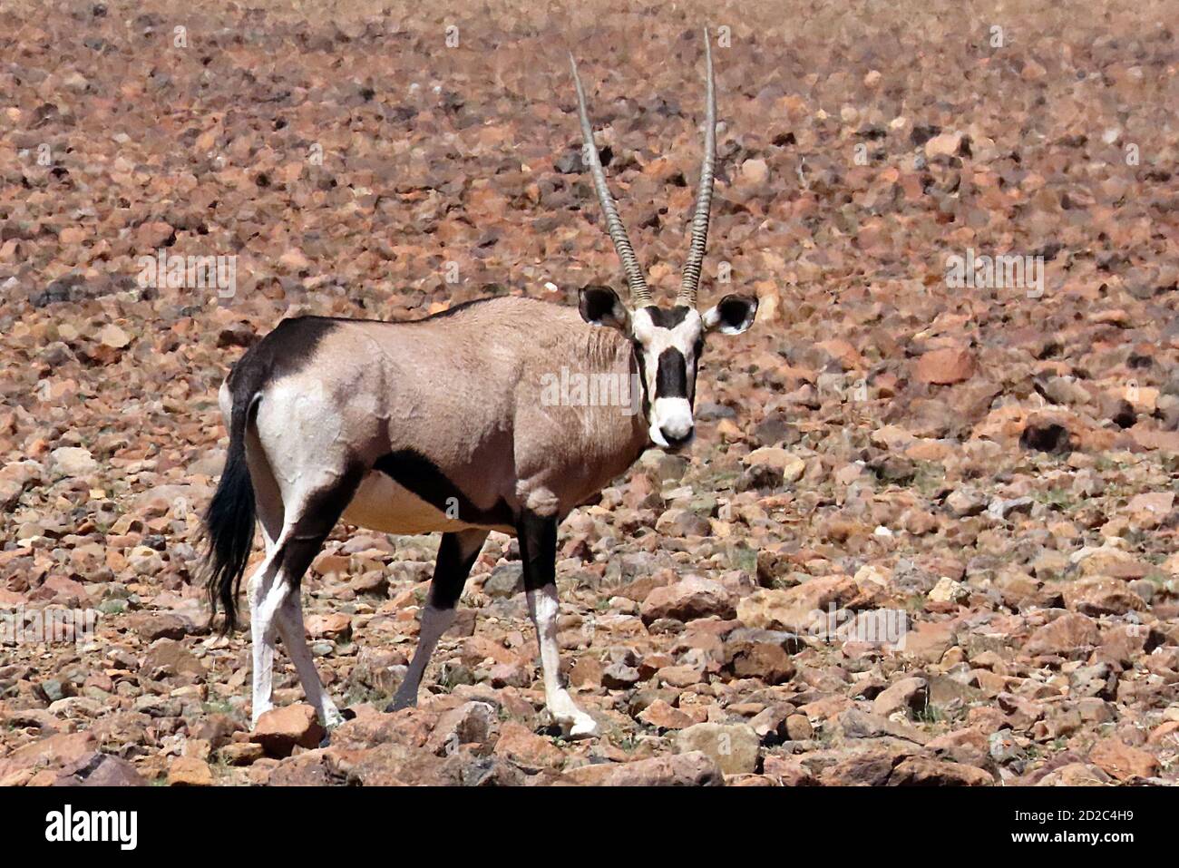 Un gembsok solitaire, ou oryx (Oryx gazella) marchant dans le désert rocheux du parc national Namib-Naukluft, Erongo, Namibie Banque D'Images