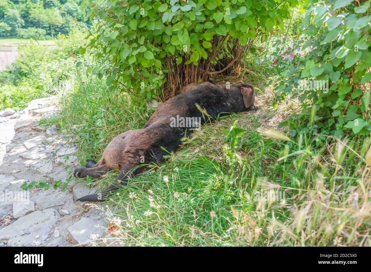 Chien noir et marron dormant sous un buisson vert l'ombre par une chaude journée ensoleillée Banque D'Images