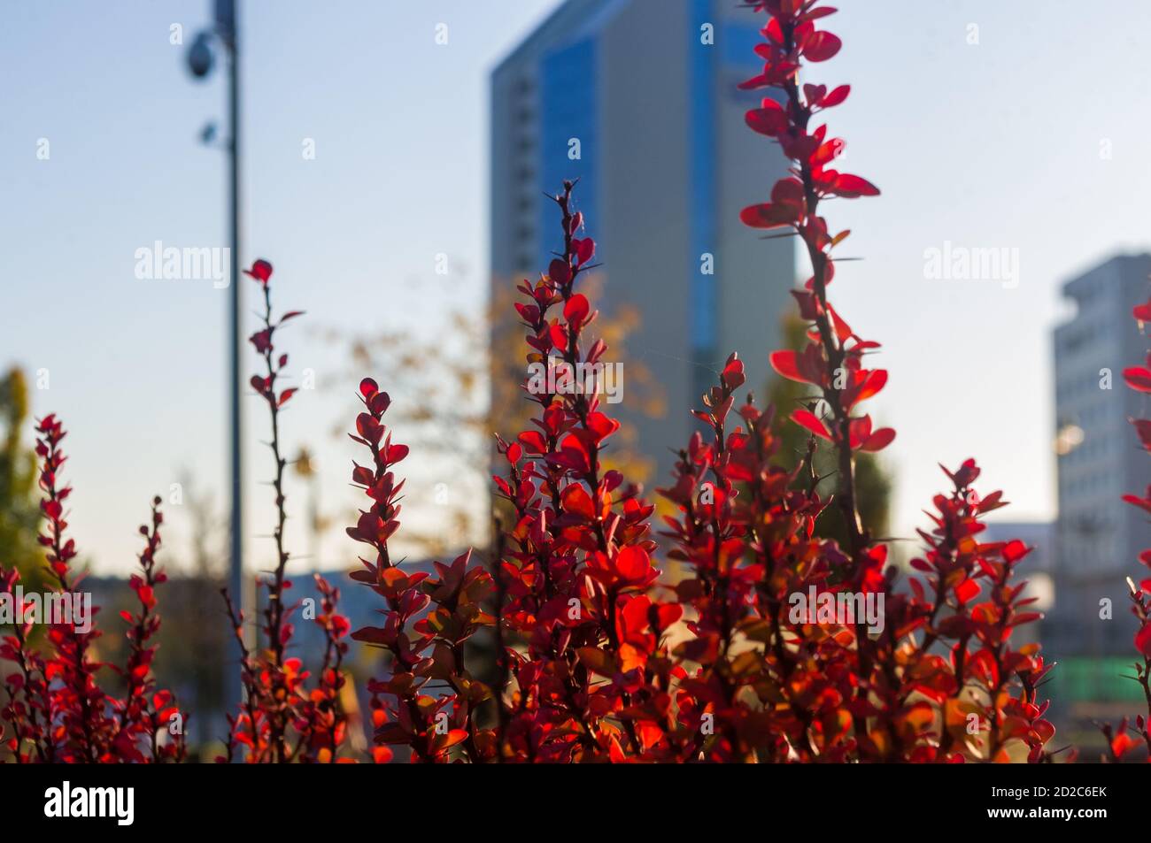 Feuilles violettes sur le Bush de la Barberry de Thunberg, Berberis Thunbergii, la Barberry japonaise ou la Barberry rouge illuminées par la douce lumière du soleil du soir, automne Banque D'Images