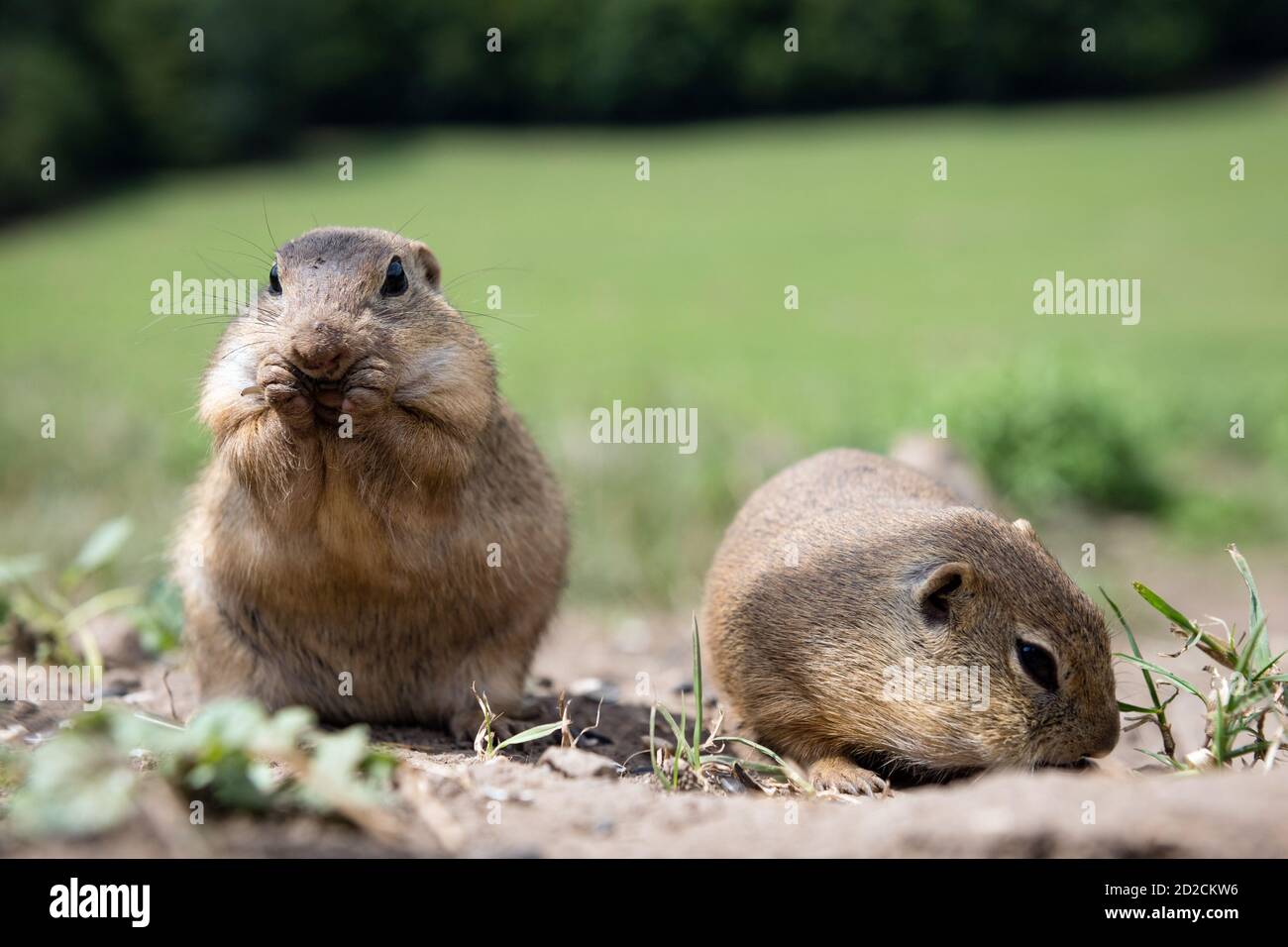 Mignons petits écureuils de prés et de champs, plaine de Muran, Slovaquie Banque D'Images