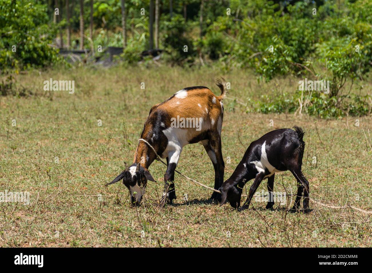 Chèvres (Capra aegagrus hircus) avec laisse de corde sur herbe courte, Kenya Banque D'Images