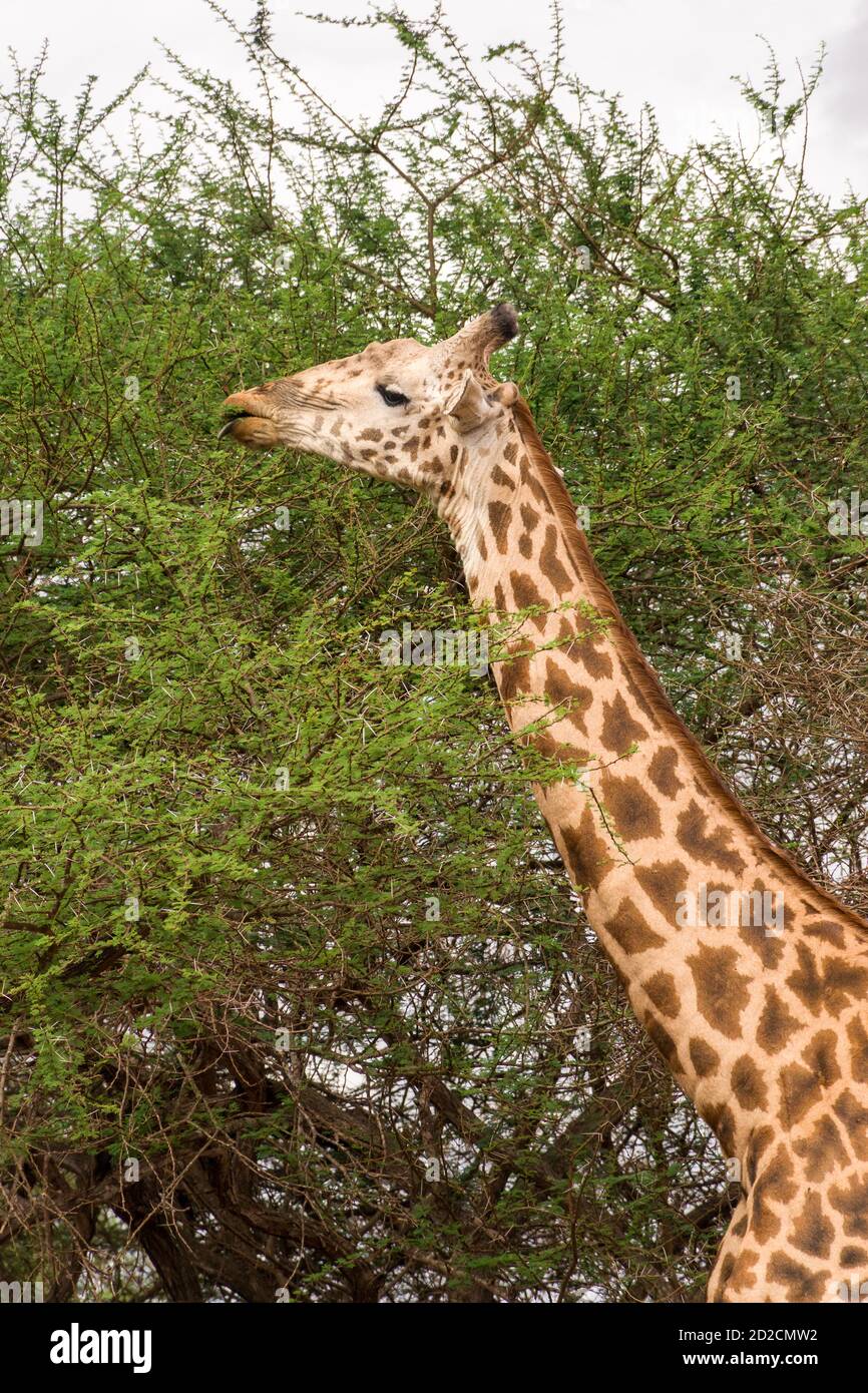 Masai girafe (Giraffa camelopardalis tippelskirchii) se nourrissant d'Acacia, Tsavo, Kenya Banque D'Images