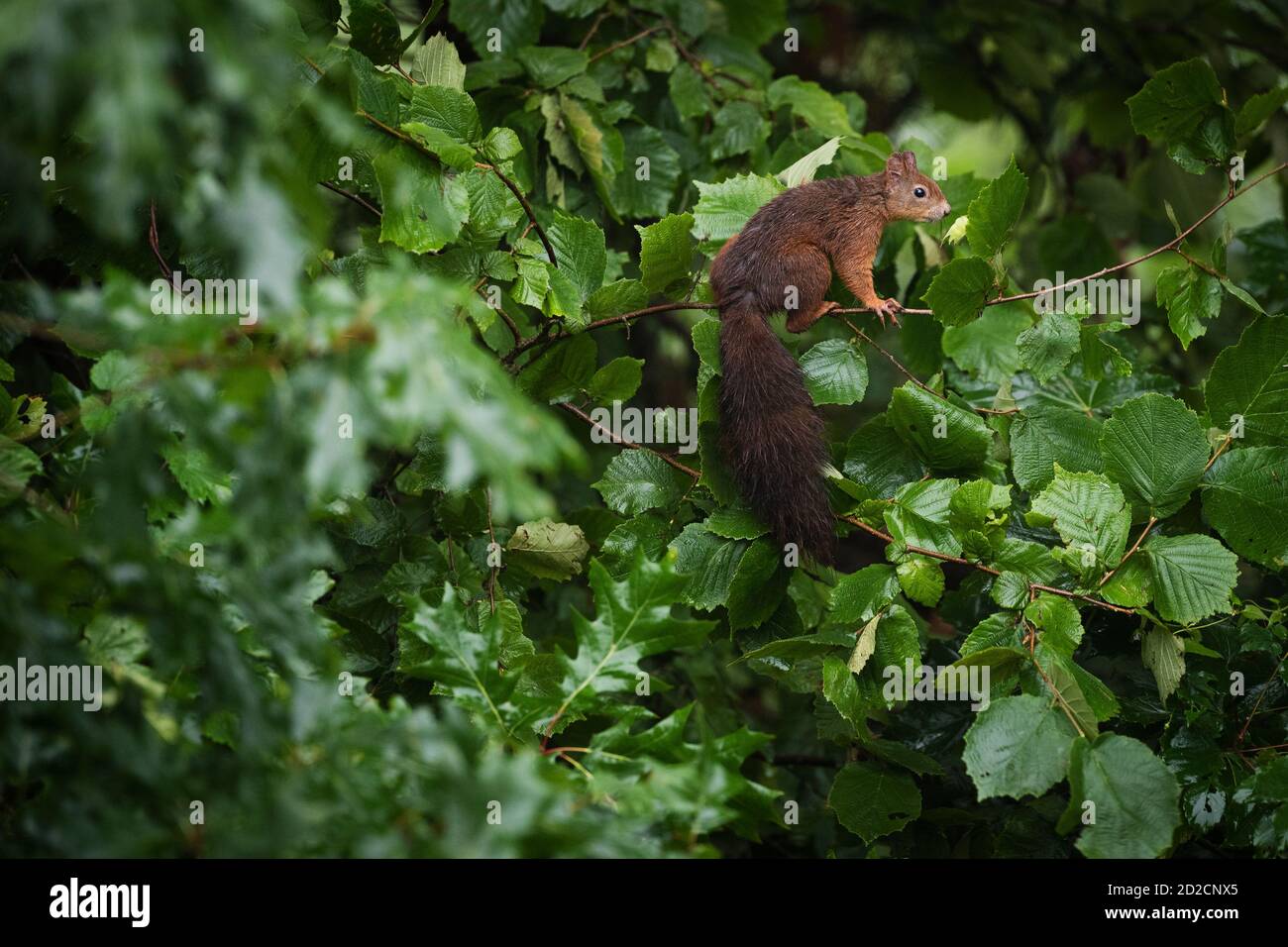 Écureuil sur une branche d'arbre regardant l'écrou Banque D'Images
