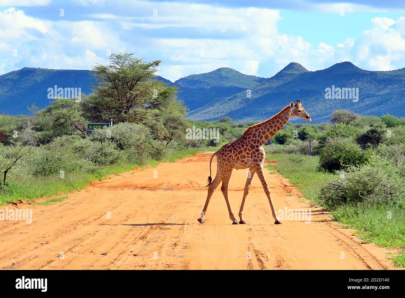 Une girafe sud-africaine (Giraffa camelopardalis giraffa) traversant une route de terre dans la réserve d'Erindi, en Namibie. Banque D'Images