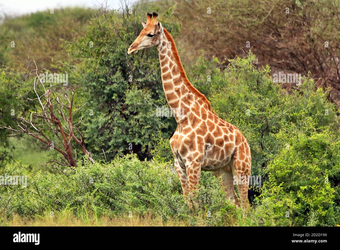Une jeune girafe sud-africaine (Giraffa camelopardalis giraffa) dans la végétation pendant la saison humide à la réserve d'Erindi, région d'Erongo, Namibie. Banque D'Images
