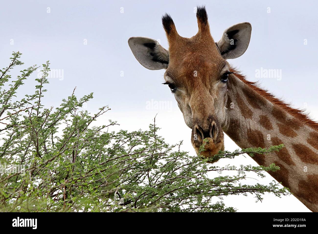 Une girafe sud-africaine (Giraffa camelopardalis giraffa) face dans la végétation pendant la saison humide à la réserve d'Erindi, région d'Erongo, Namibie. Banque D'Images