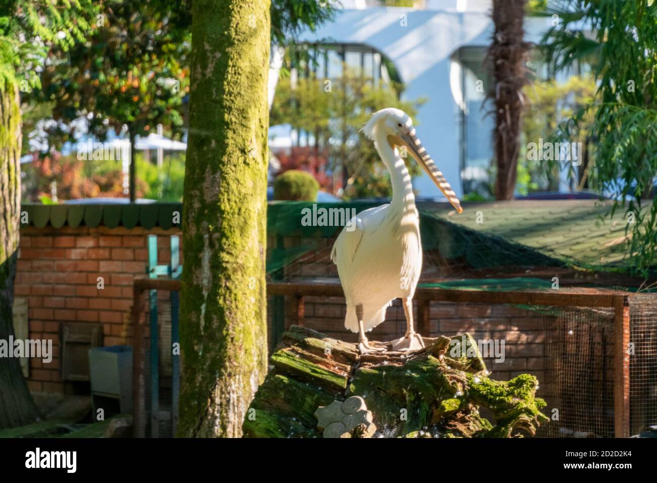 Un pélican dans un parc ornithologique est assis sur une souche et regarde la caméra. Oiseaux au zoo par une journée ensoleillée Banque D'Images