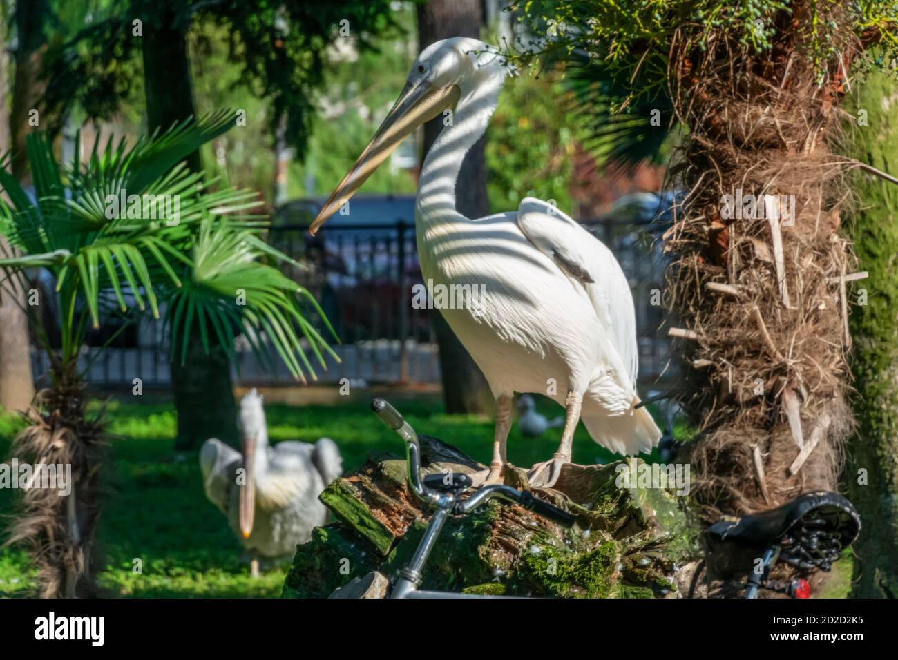 Un pélican dans un parc ornithologique est assis sur une souche et regarde la caméra. Oiseaux au zoo par une journée ensoleillée Banque D'Images