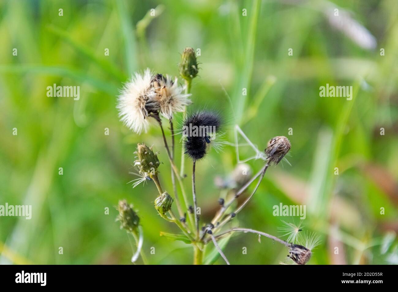 Un gros plan d'une chenille sombre et moelleuse qui s'est montée au-dessus d'une plante flétronnée. Banque D'Images