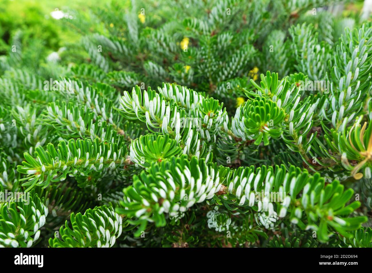 Gros plan sur les magnifiques brindilles de sapin coréen. Banque D'Images
