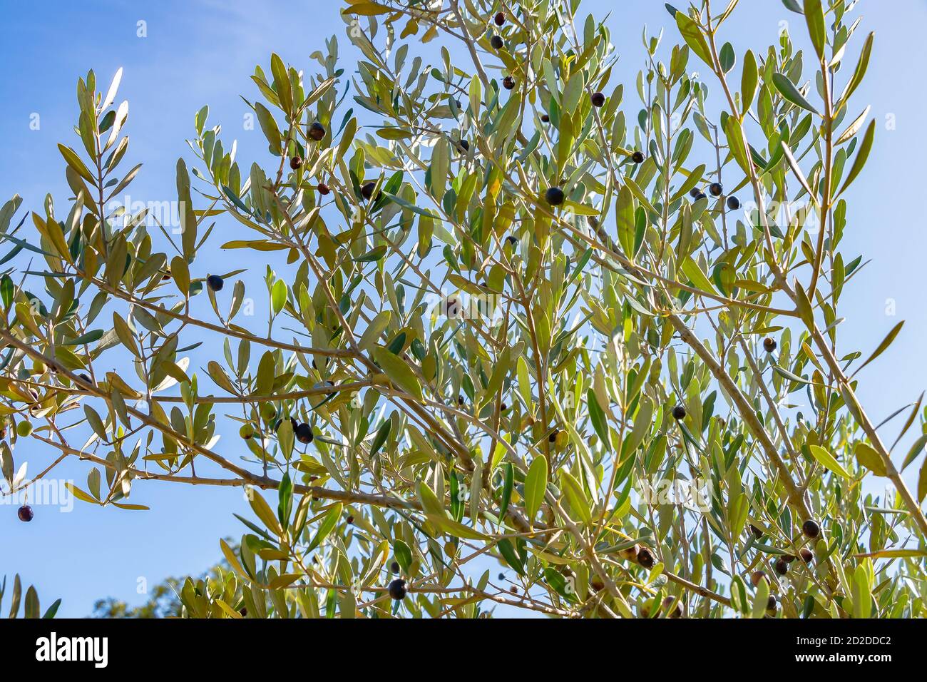 Acebuche, olive sauvage espagnole. Son nom scientifique est Olea Europaea ou sylvestris, c'est donc la même espèce d'olivier, mais sauvage. Banque D'Images