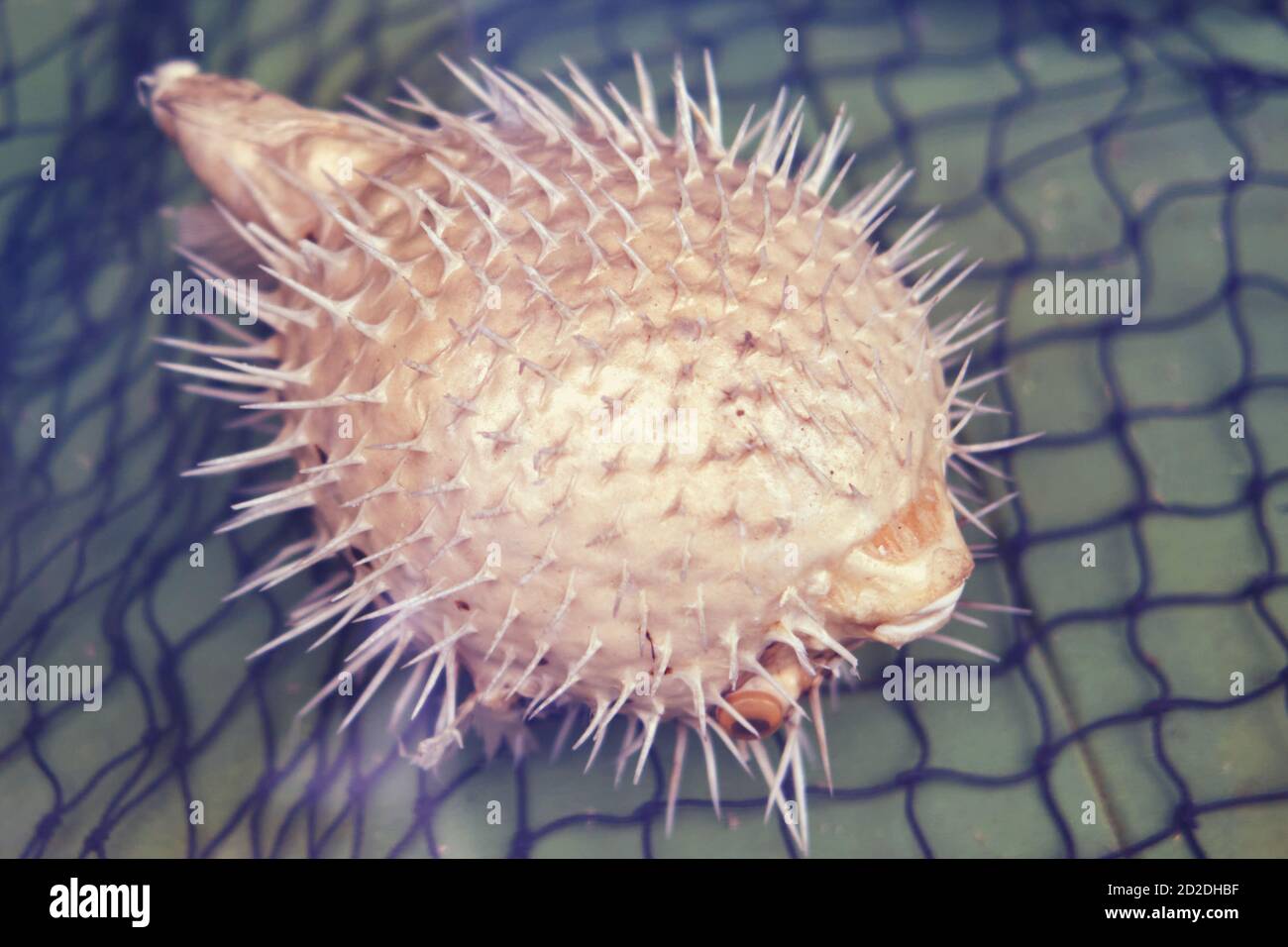 Gros plan sur le poisson-hérisson. Aiguille poisson de mer boule - blowfish. Banque D'Images