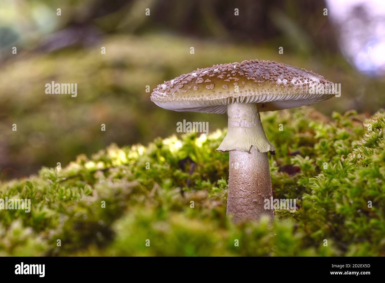 Amanita rubescens, ou le rousseur. Un membre comestible de la famille Amanita, mais mieux évité en raison de la confusion possible avec les espèces mortelles apparentées. Banque D'Images