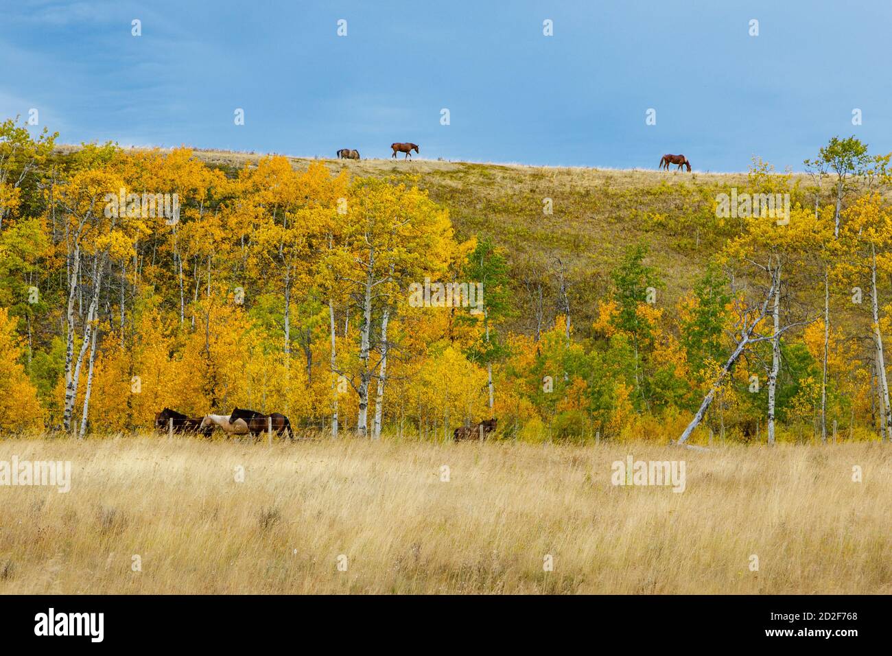 Alberta Foothills à l'automne, pâturage de chevaux dans le pré et le long du sommet de la colline Banque D'Images