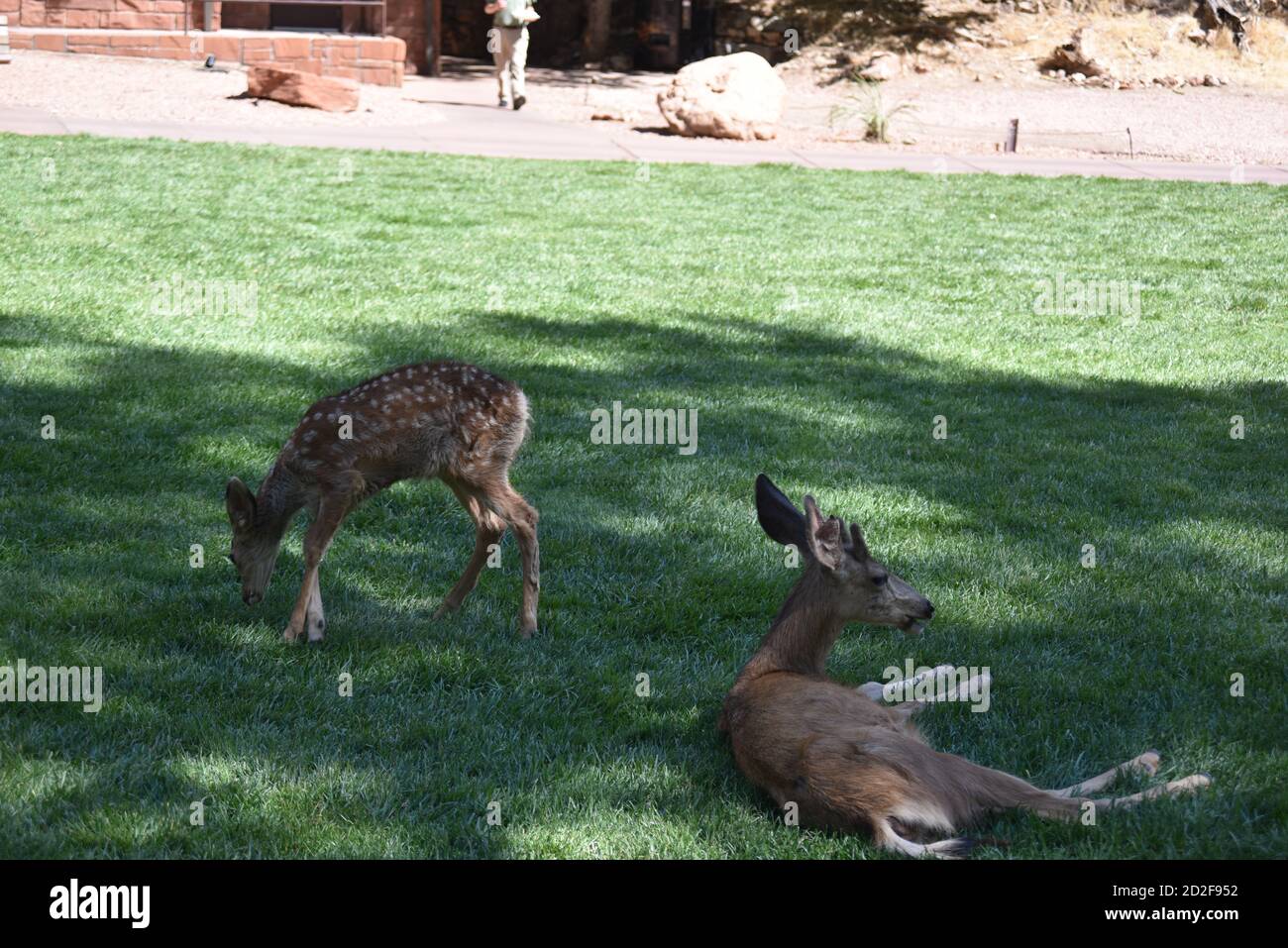 Parc national de Zion, Utah. ÉTATS-UNIS 8/12-15/2020. Les cerfs résidents de Zion Lodge divertissent les clients et les visiteurs avec leurs visites le matin et le soir. Banque D'Images