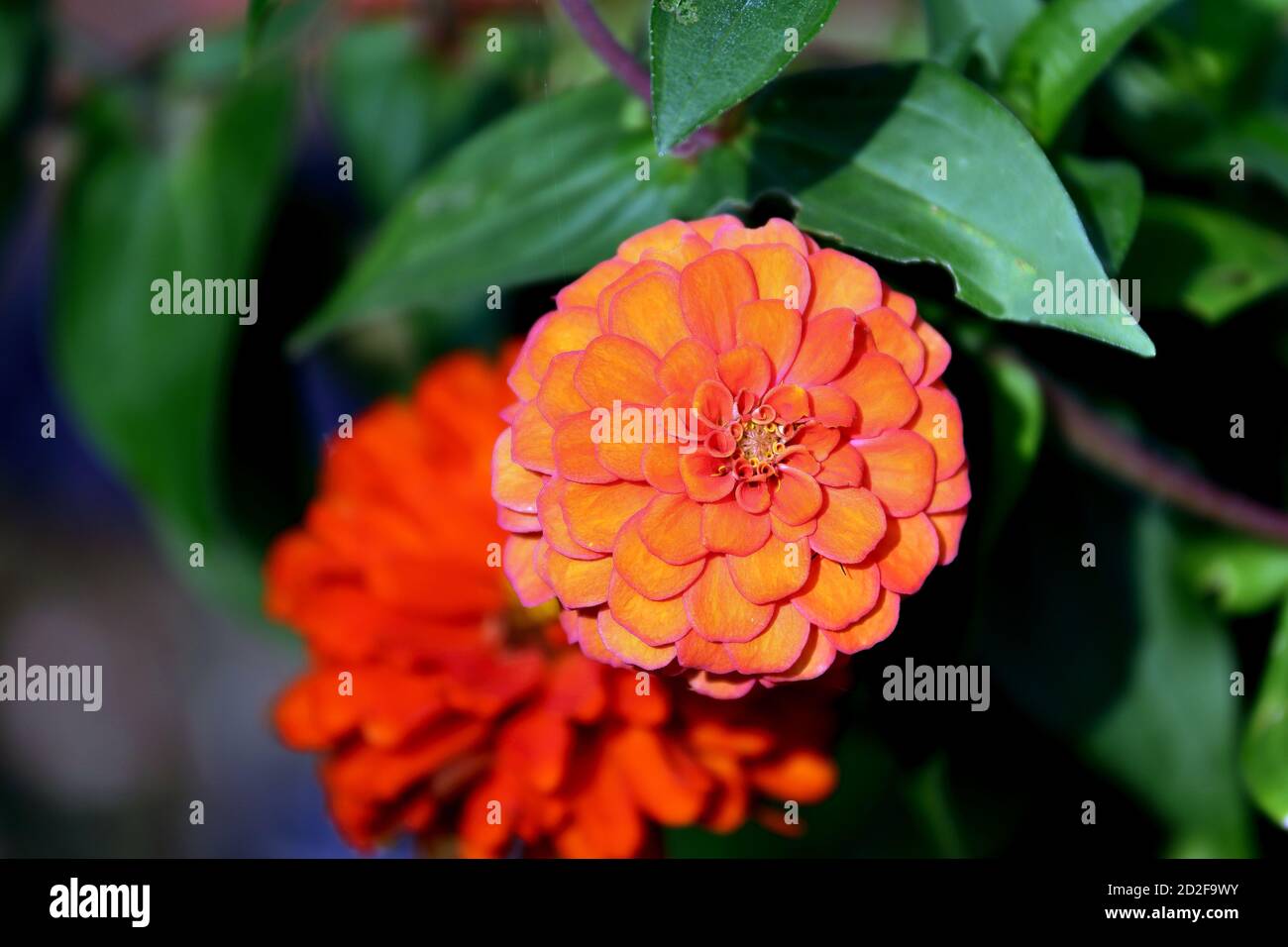 Zinnia orange Banque D'Images