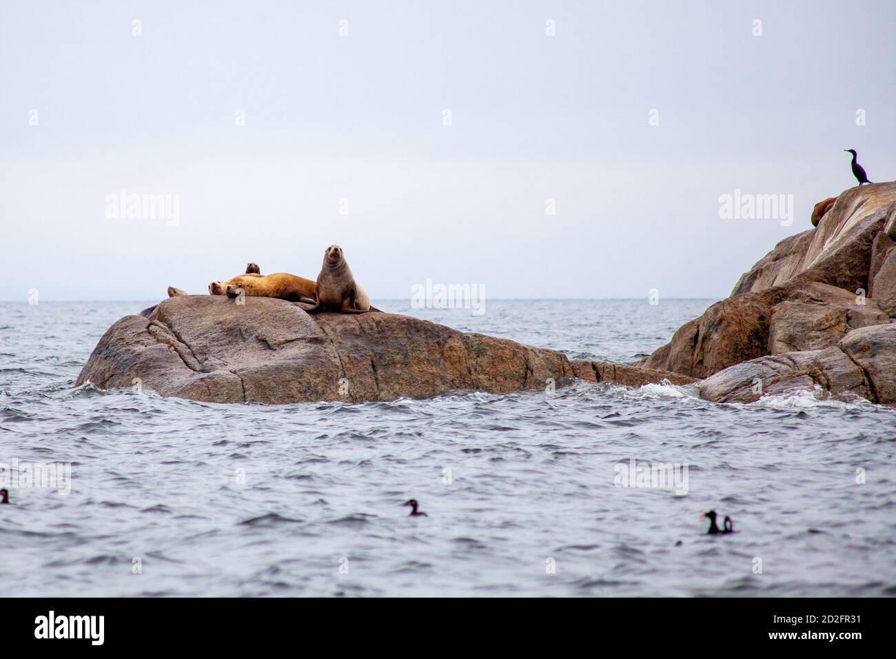 Un groupe de Lions de la mer de Californie s'assoient sur un rocher près de l'océan Pacifique qui garde leur territoire. Au large de la Sunshine Coast de la Colombie-Britannique. Banque D'Images