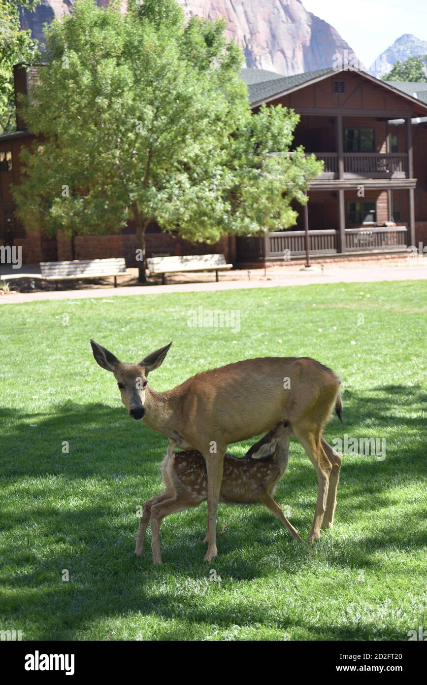 Parc national de Zion, Utah. ÉTATS-UNIS 8/12-15/2020. Les cerfs résidents de Zion Lodge divertissent les clients et les visiteurs avec leurs visites le matin et le soir. Banque D'Images