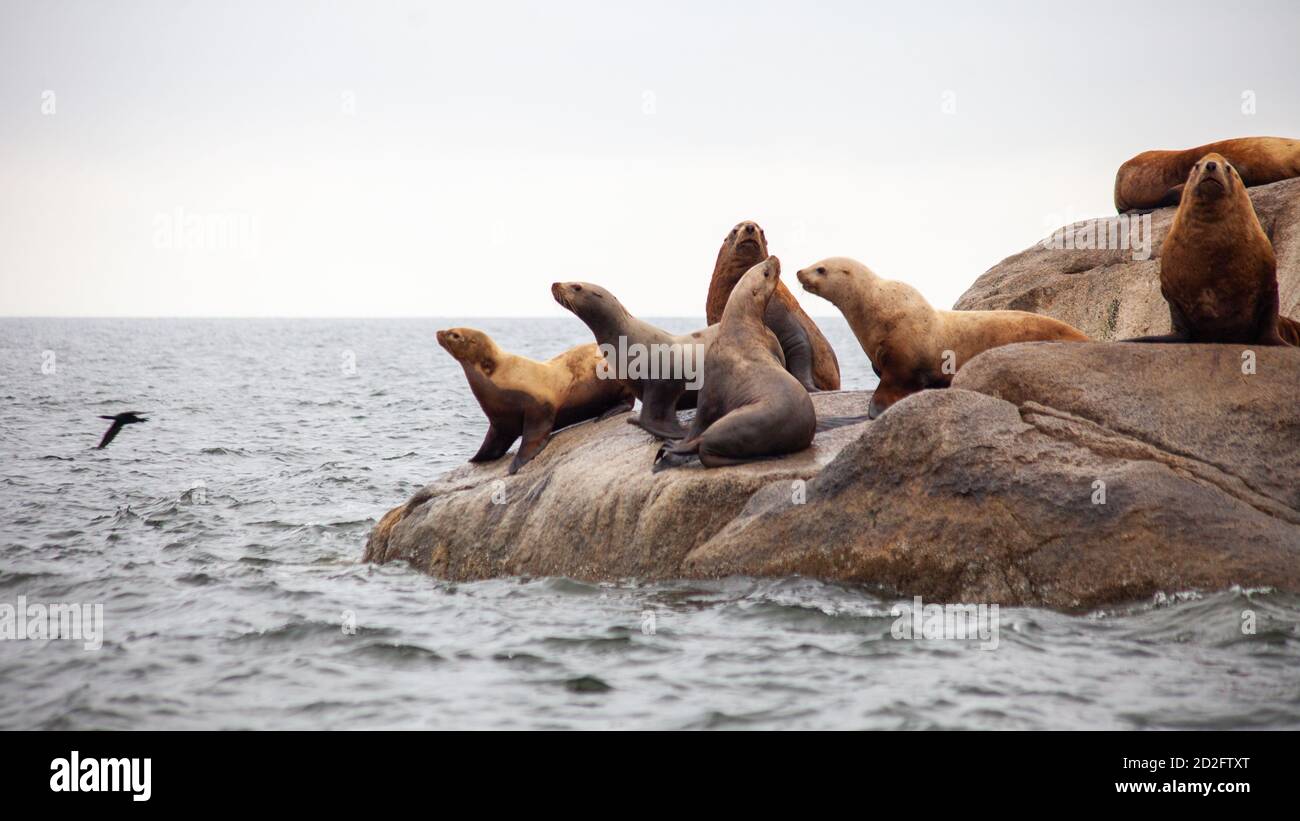 Un groupe de Lions de la mer de Californie s'assoient sur un rocher près de l'océan Pacifique qui garde leur territoire. Au large de la Sunshine Coast de la Colombie-Britannique. Banque D'Images