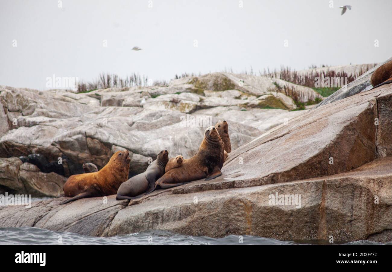 Un groupe de lions de mer de Californie, dont un jeune chiot, s'assoient au bord de l'eau le long de la Sunshine Coast de la Colombie-Britannique. Banque D'Images