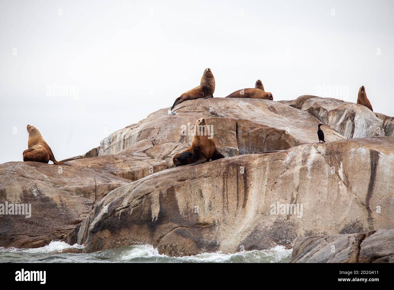 Les géants de la mer de Californie gardent un rocher côtier sur la Sunshine Coast de la Colombie-Britannique. Banque D'Images