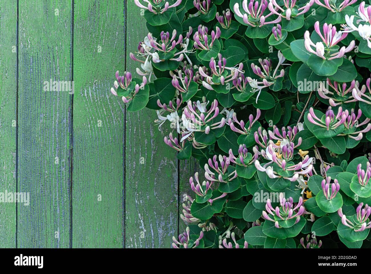 Perfoliate Honeysuckle (Lonicera caprifolium) grimpeur à pied de bois en fleur par mur de bois Banque D'Images