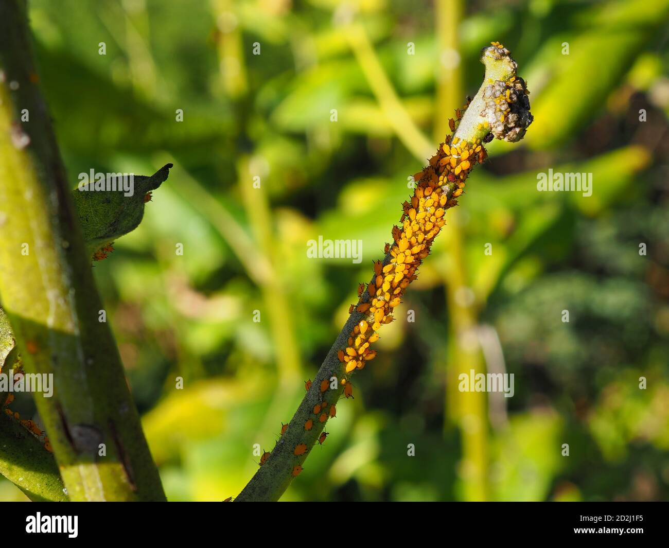 Une tige d'une plante de jardin, appauvrie de son feuillage, est couverte par des dizaines de minuscules pucerons de l'Oleander jaune orangé. Banque D'Images