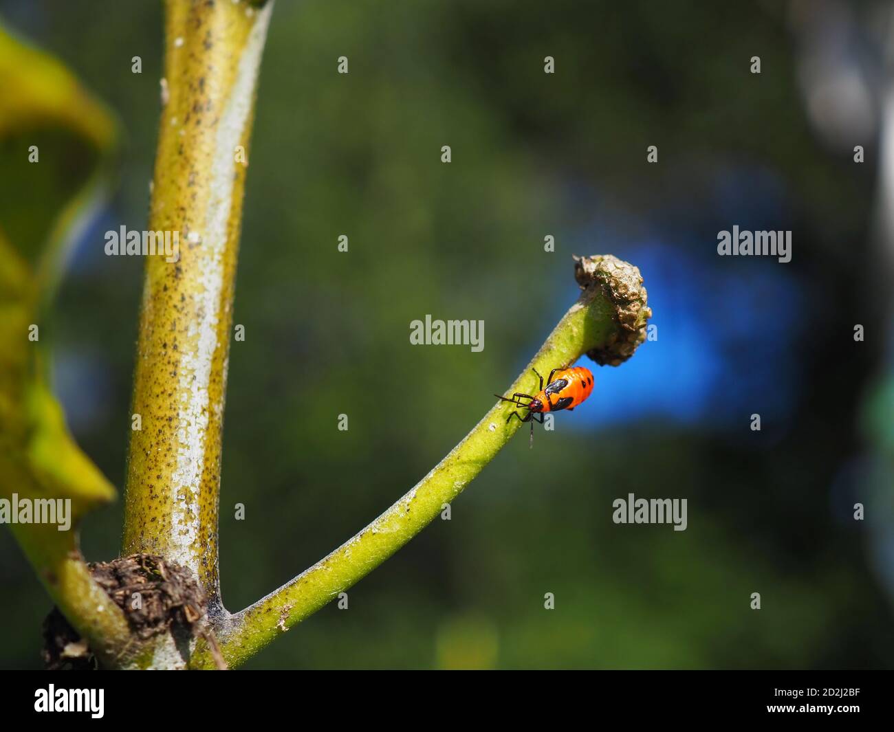 Un gros insecte nymphe orange et noir dans le 5e stade de développement du cycle de vie, reposant sur une tige de milkweed appauvrie. Banque D'Images