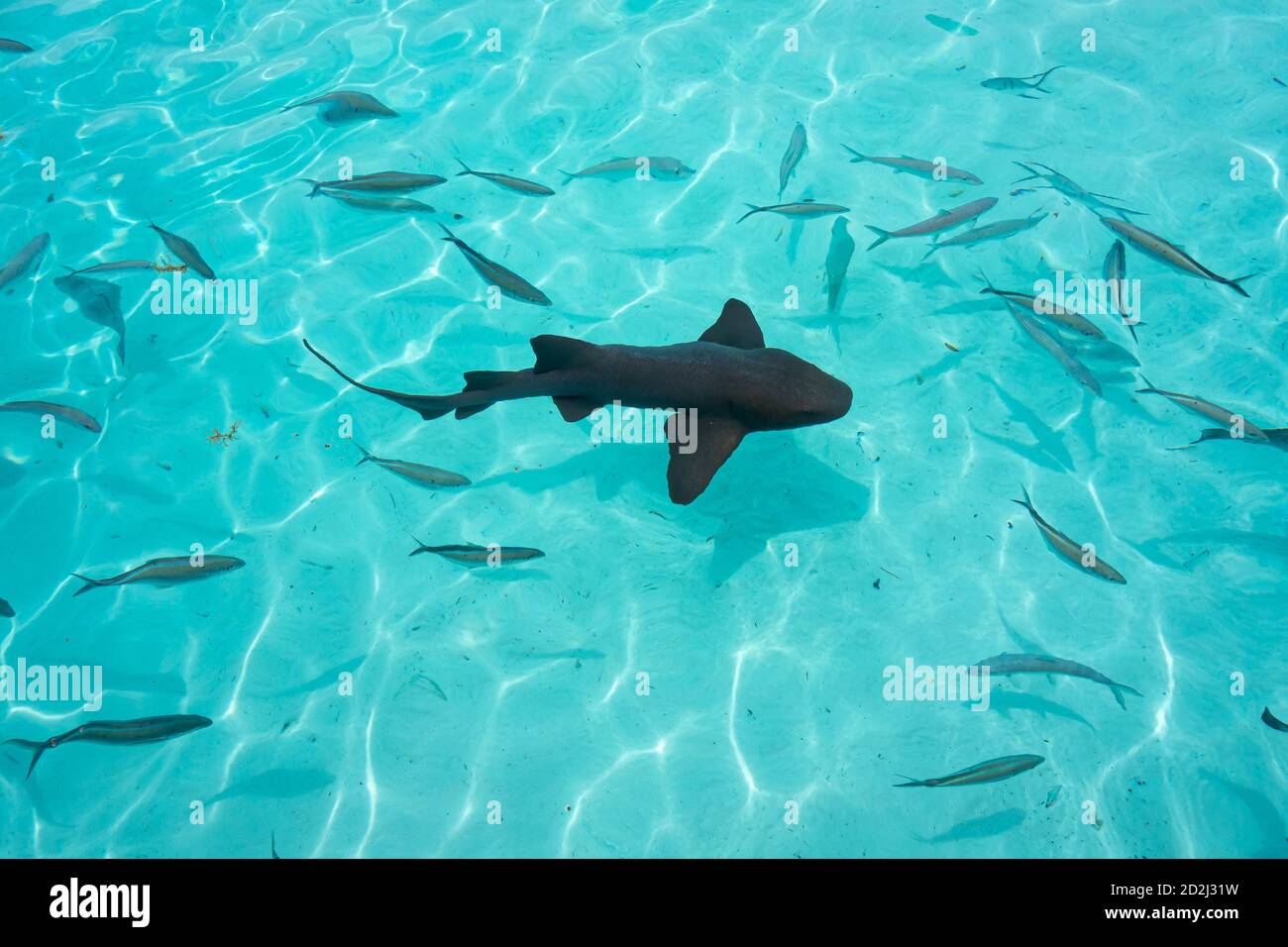 Infirmière requins à Compass Cay (Great Exuma, Bahamas). Banque D'Images