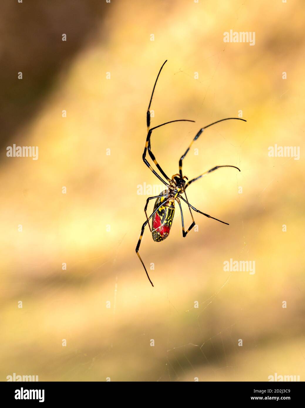 Gros plan d'une araignée japonaise Joro se déplaçant à travers son web. Photo de DOF peu profonde prise en Asie. Banque D'Images