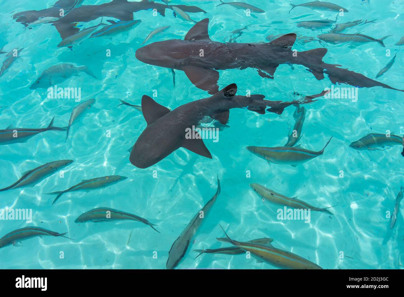 Infirmière requins à Compass Cay (Great Exuma, Bahamas). Banque D'Images