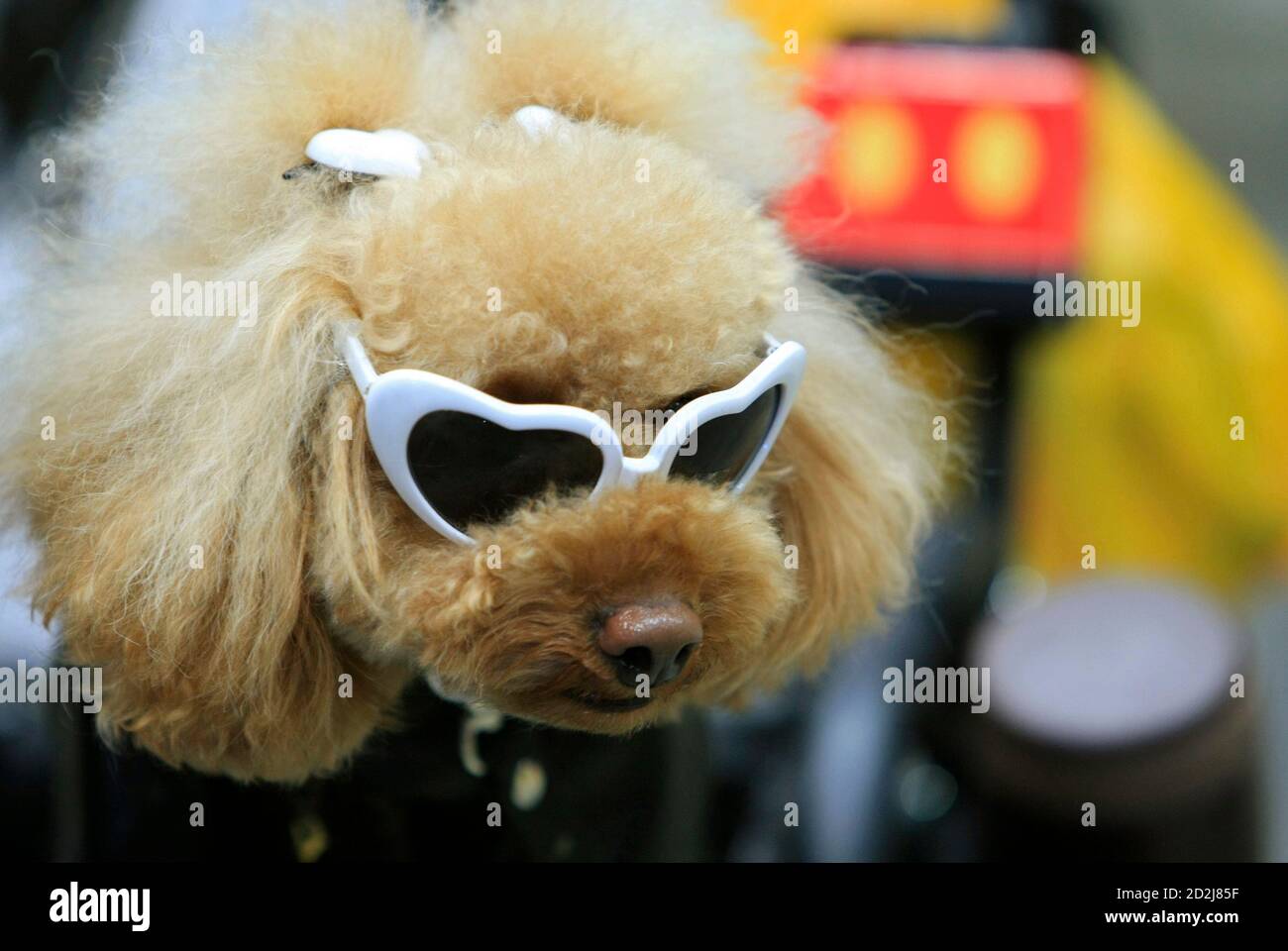 poodle with sunglasses