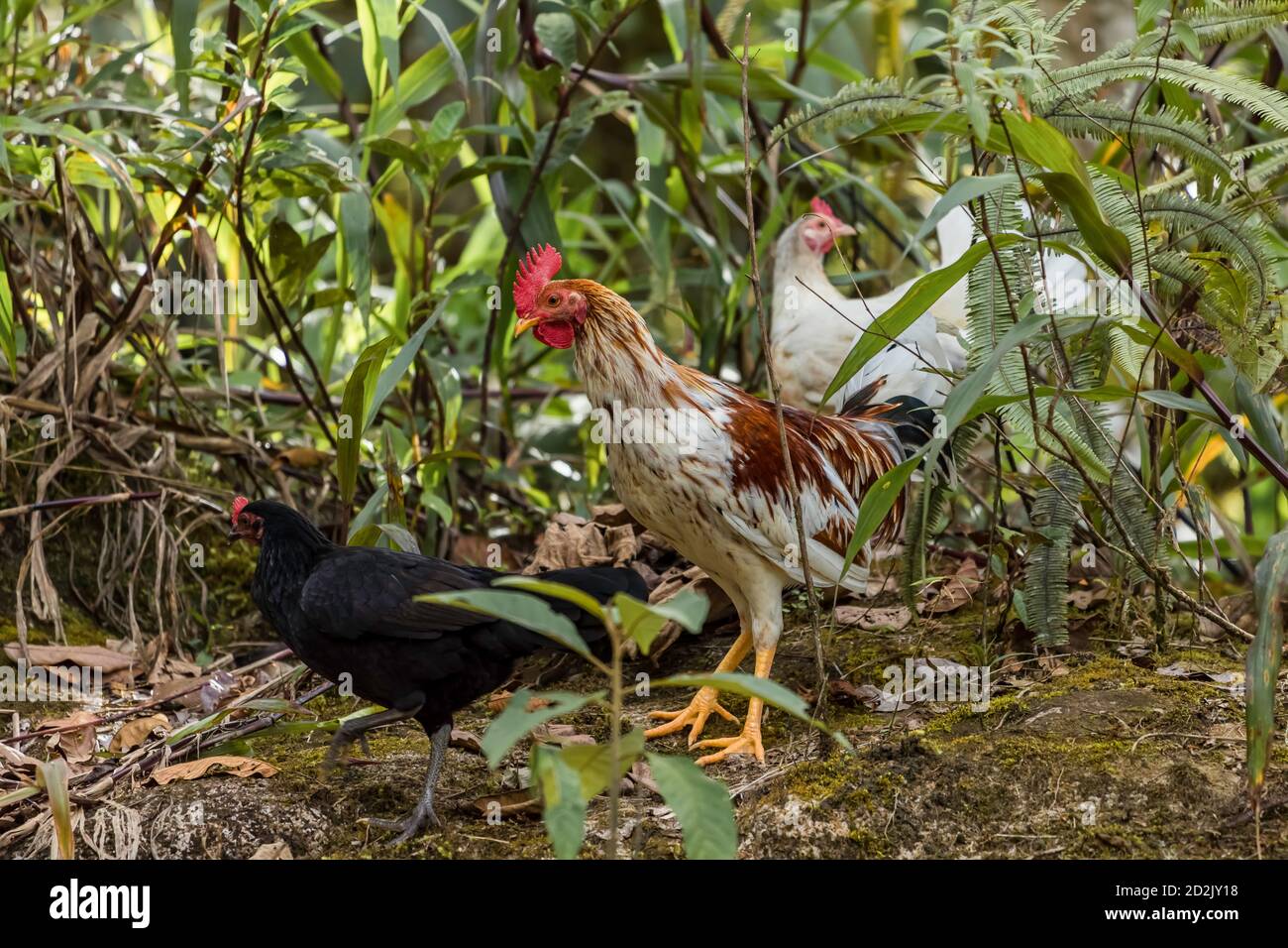 coq blanc fin accompagné de deux poules au milieu De la végétation verte de l'Amazonie Banque D'Images