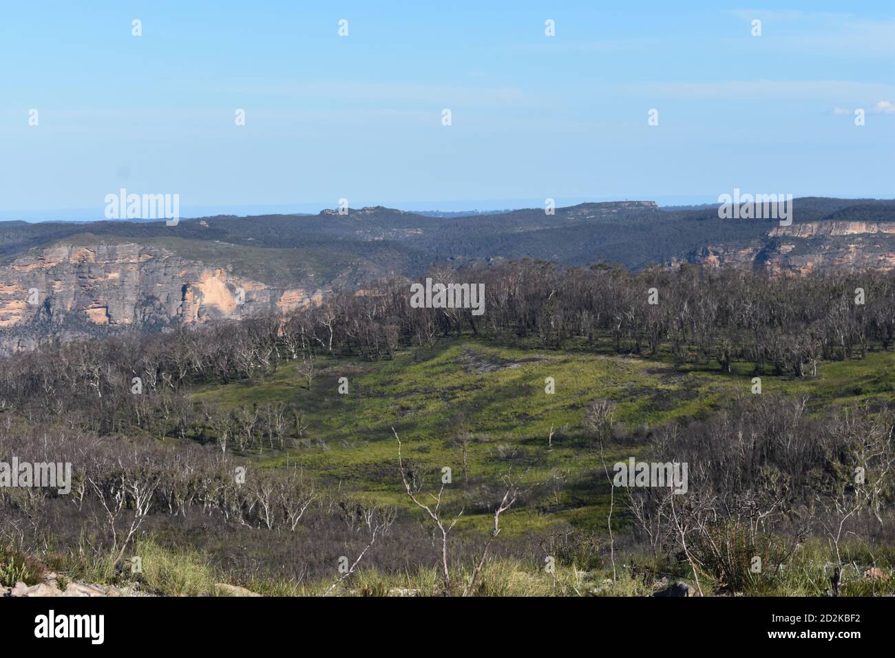 arbres et falaises de montagne des montagnes bleues de blackheath, australie Banque D'Images