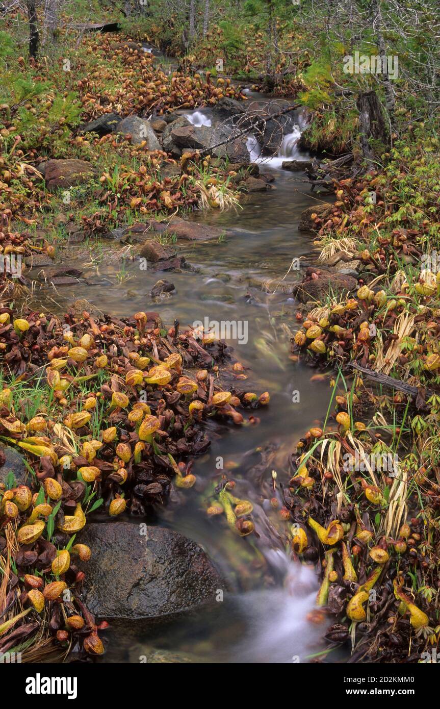 Le pichet plante dans les eaux d'amont de Diamond Creek, forêt nationale de Siskiyou, Oregon Banque D'Images