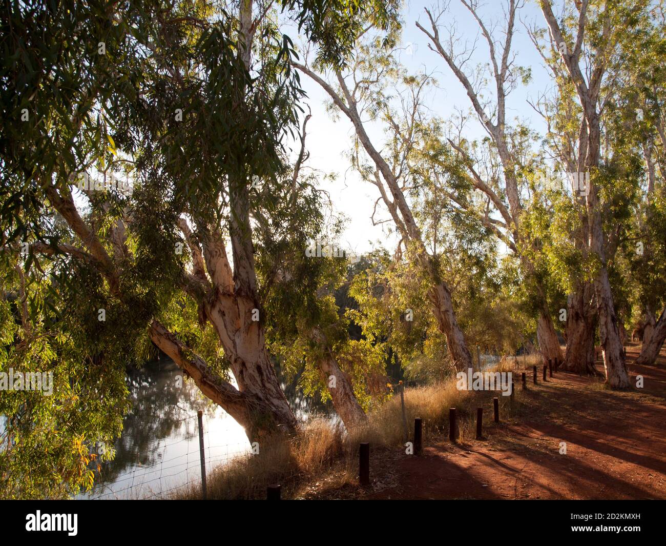 Gommes rouges (Eucalyptus camaldulensis) à Crossing Pool, Fortescue River, Millstream Chichester National Park, Australie occidentale Banque D'Images