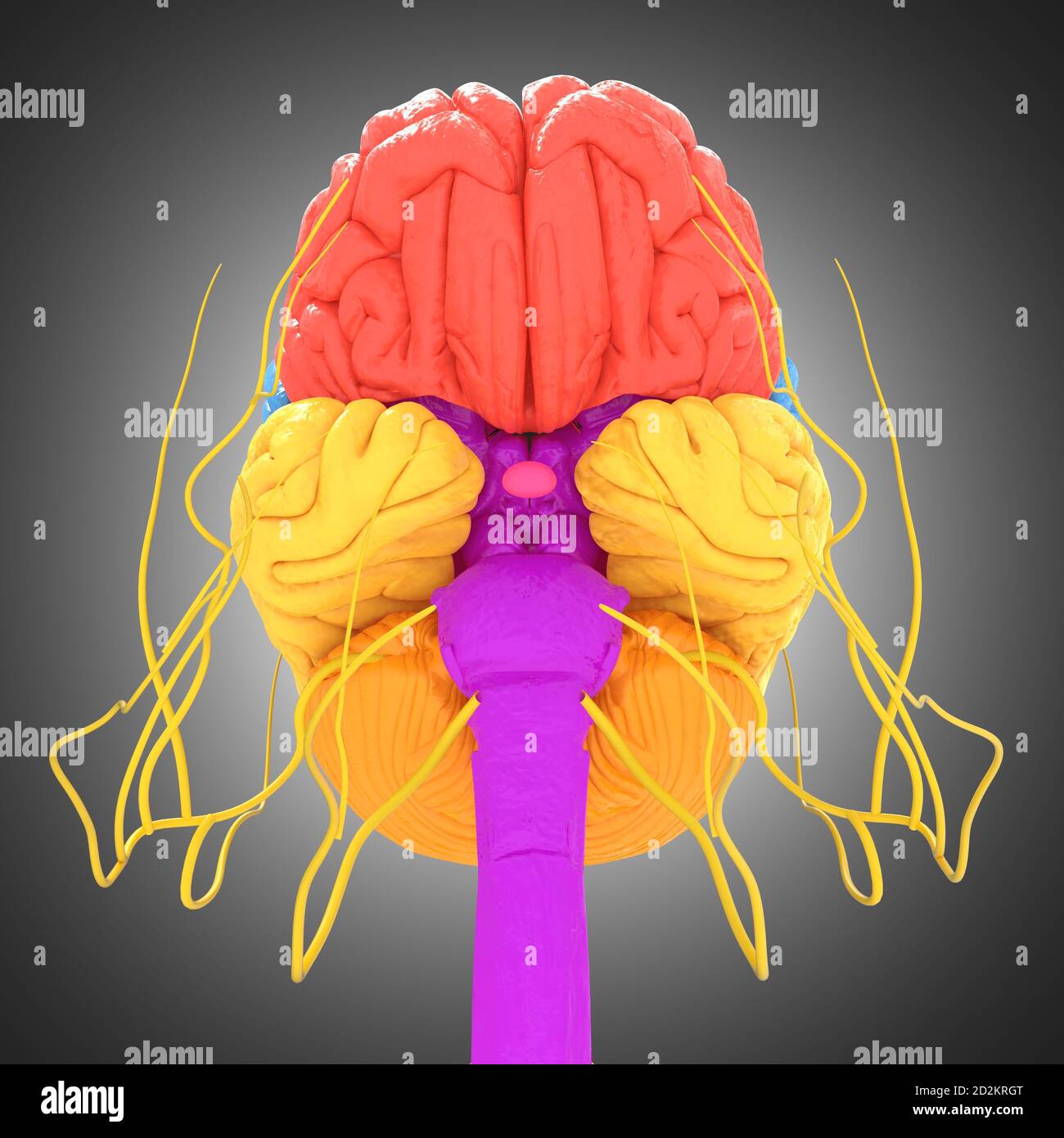 Anatomie des lobes du cerveau humain pour l'illustration 3D du concept  médical Photo Stock - Alamy