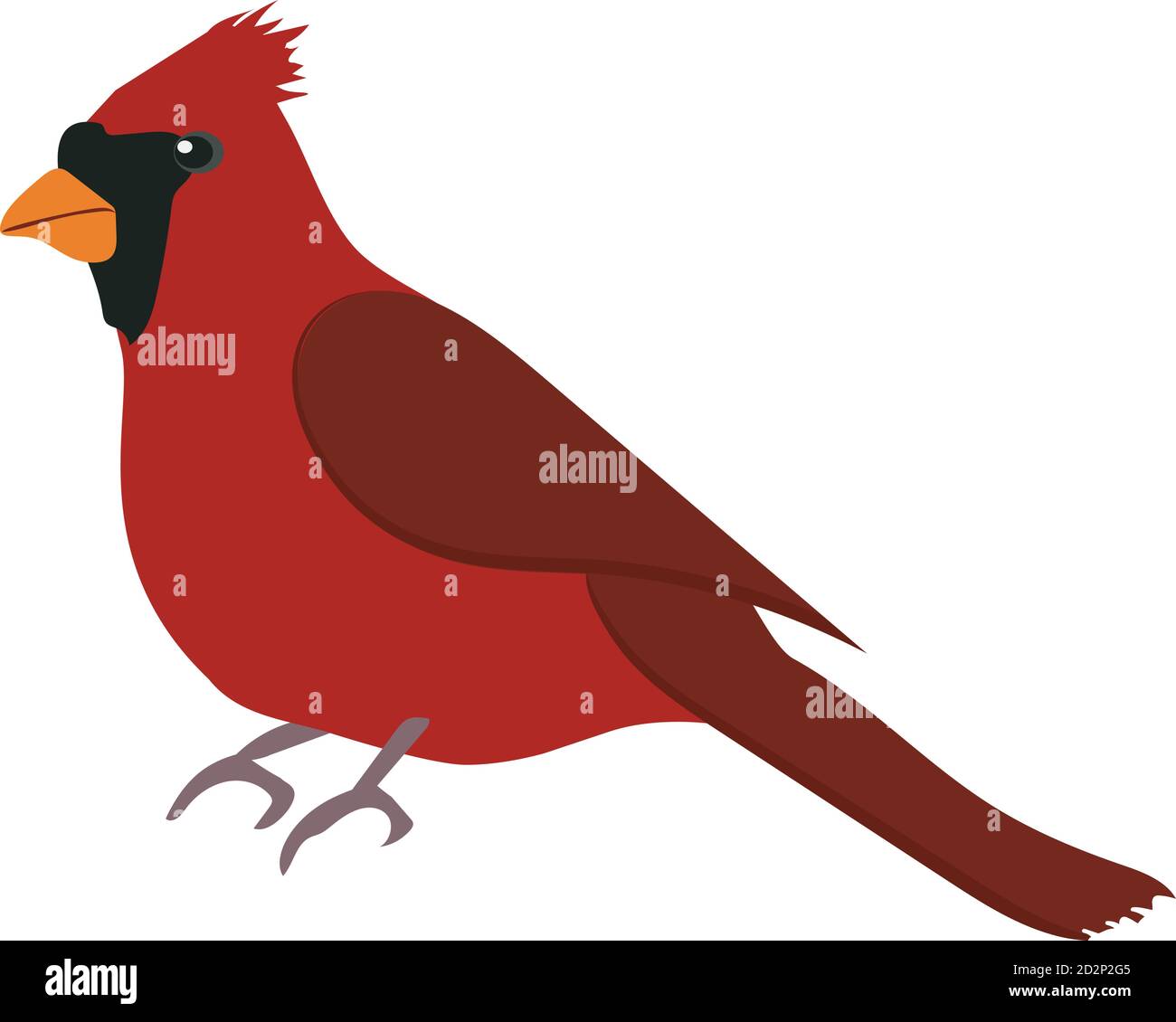 Illustration vectorielle d'un oiseau cardinal rouge. Hiver, oiseau de Noël. Illustration de Vecteur